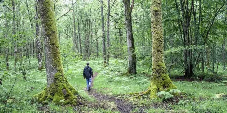 Persona caminando de espaldas en un sendero rodeado de árboles disfrutando un baño de bosque
